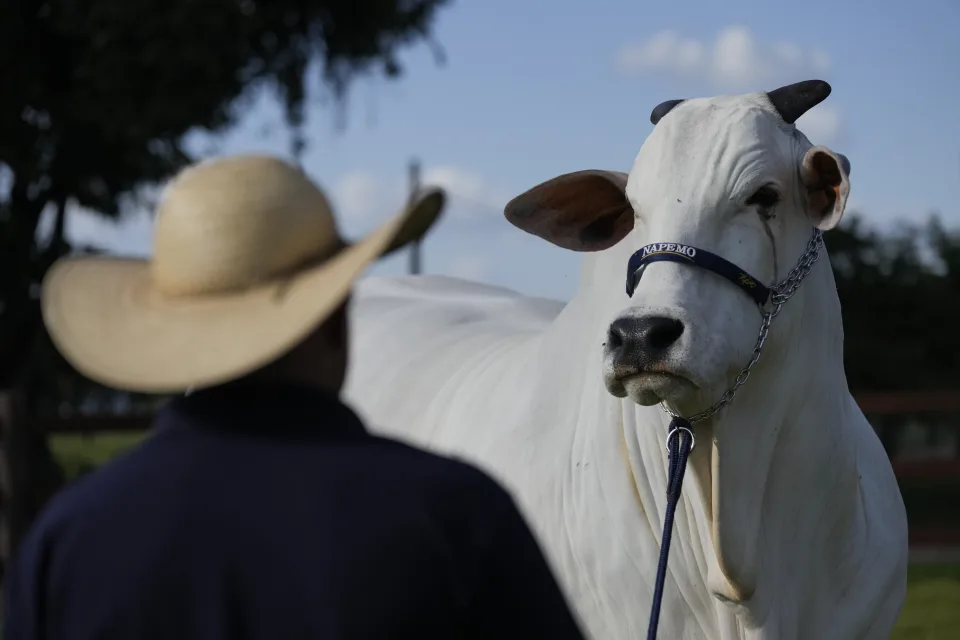 She’s the world’s most expensive cow, and part of Brazil’s plan to put beef on everyone’s plate